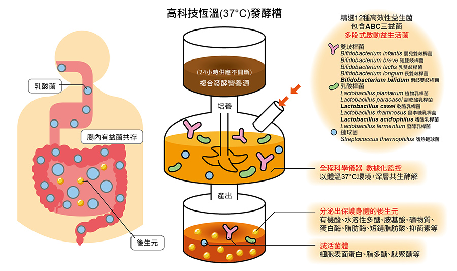 乳酸菌再升級-「後生元」